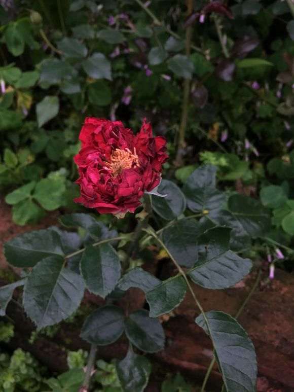 为什么红龙月季 还是盆栽比较安全 图片