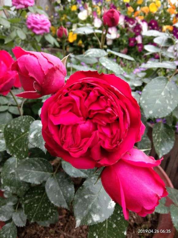 为什么红龙月季 还是盆栽比较安全 图片