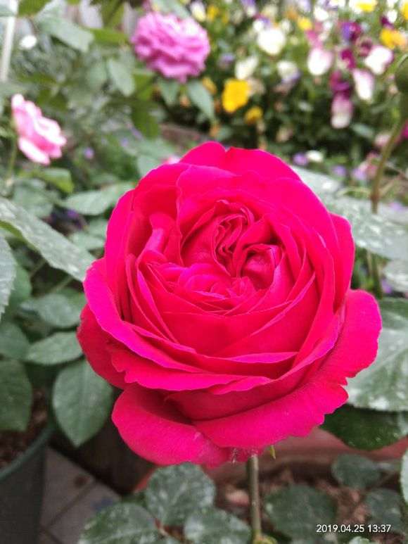 为什么红龙月季 还是盆栽比较安全 图片