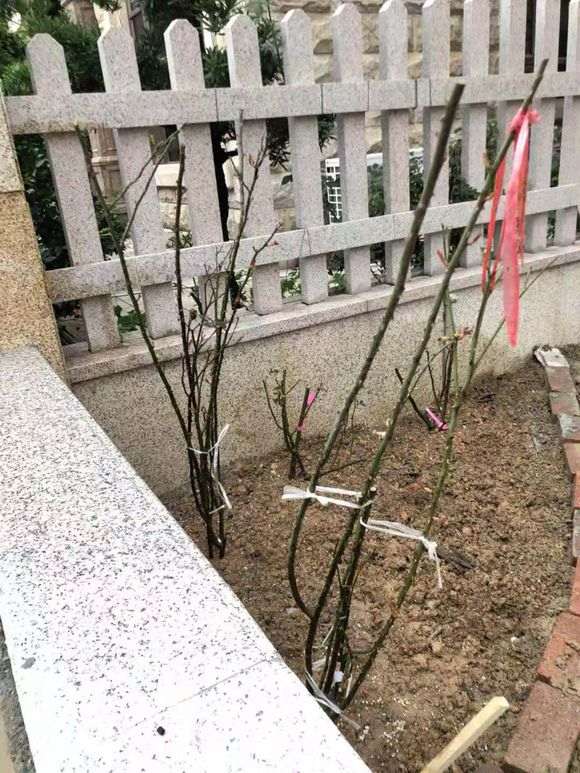 盆栽和地栽最直观的对比 怎么样 图片