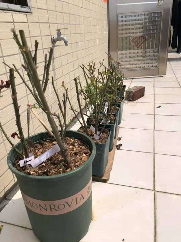 盆栽和地栽最直观的对比 怎么样 图片