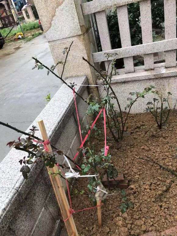 盆栽和地栽最直观的对比 怎么样 图片