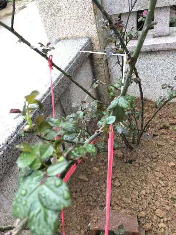 盆栽和地栽最直观的对比 怎么样 图片