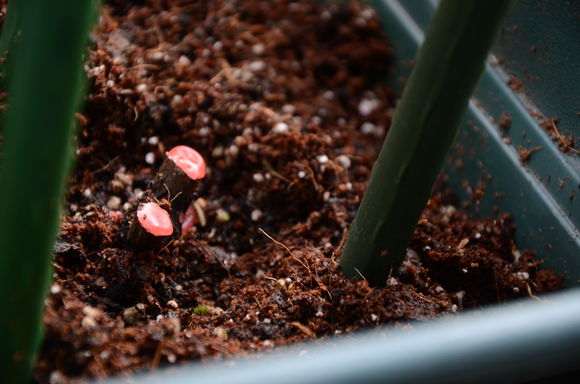 秋季盆栽灌木月季怎么修剪的方法