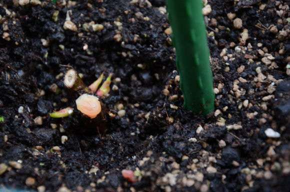 秋季盆栽灌木月季怎么修剪的方法