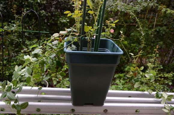 秋季盆栽灌木月季怎么修剪的方法