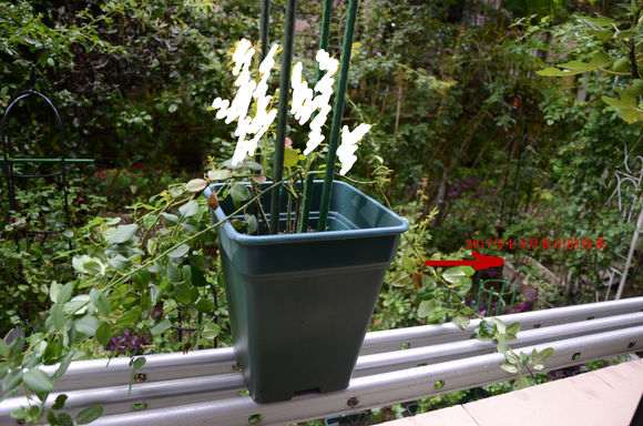 秋季盆栽灌木月季怎么修剪的方法