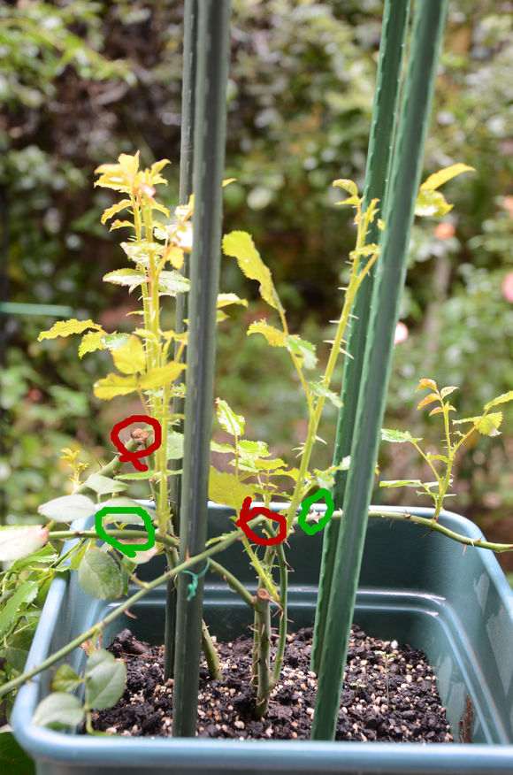 秋季盆栽灌木月季怎么修剪的方法