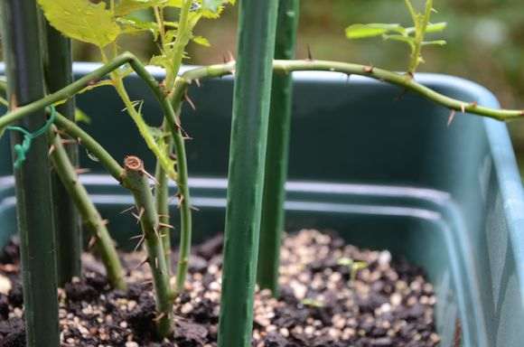 秋季盆栽灌木月季怎么修剪的方法