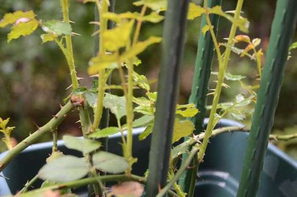 秋季盆栽灌木月季怎么修剪的方法