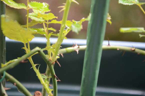 秋季盆栽灌木月季怎么修剪的方法