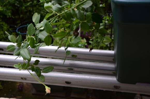 秋季盆栽灌木月季怎么修剪的方法