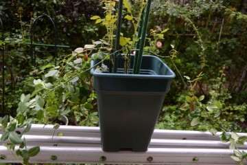 秋季盆栽灌木月季怎么修剪的方法 图片