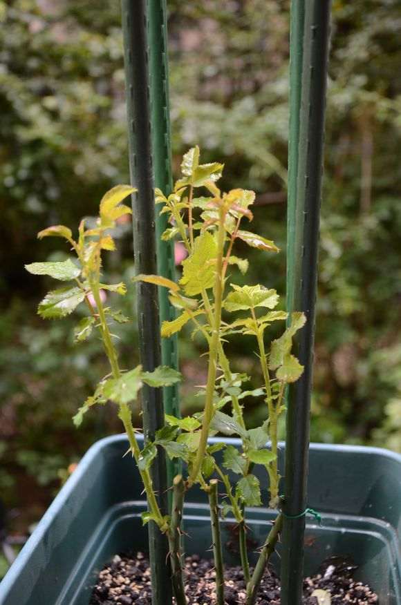 10月 怎么修剪月季盆栽的方法 图片