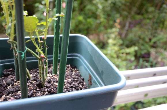 10月 怎么修剪月季盆栽的方法 图片