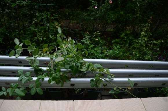 10月 怎么修剪月季盆栽的方法 图片