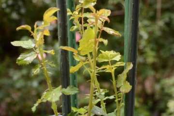 10月 怎么修剪月季盆栽的方法 图片