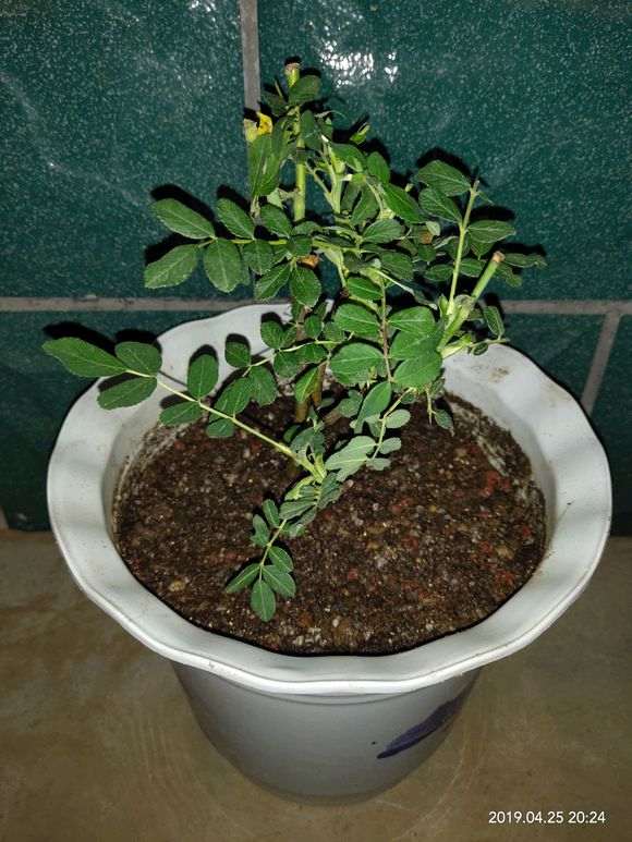第一次盆栽心好慌 室外露天养的 图片