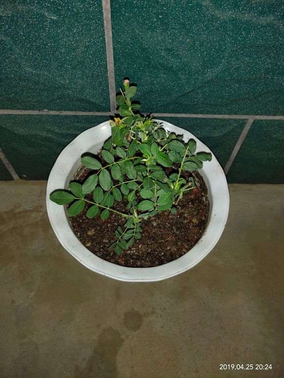 第一次盆栽心好慌 室外露天养的 图片