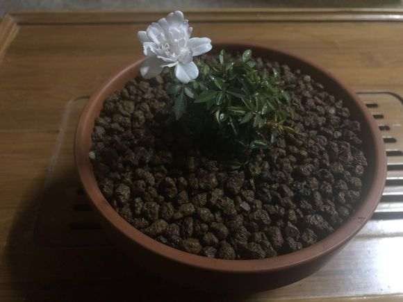 第一次种月季盆栽 用赤玉土 怎么样