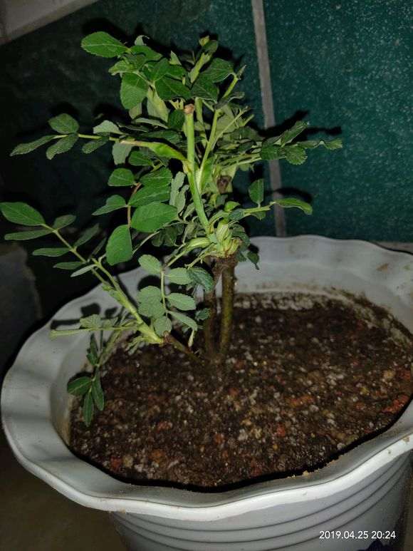 第一次种月季盆栽 用赤玉土 怎么样