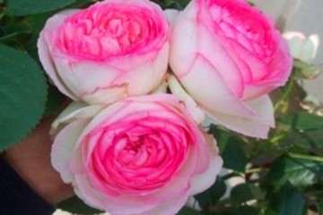 盆栽粉龙月季要开花了 怎么样 图片