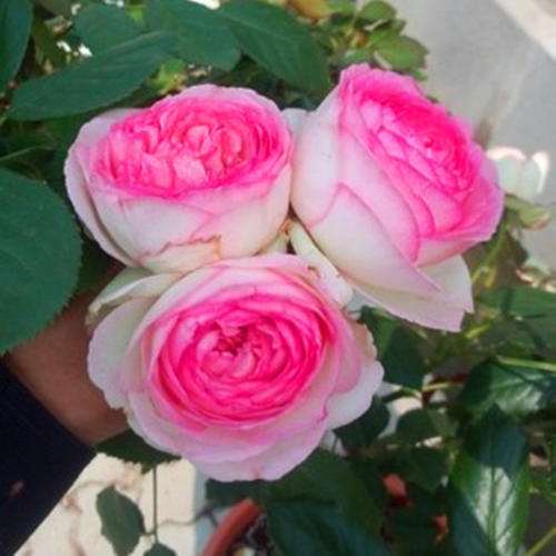 盆栽粉龙月季要开花了 怎么样 图片