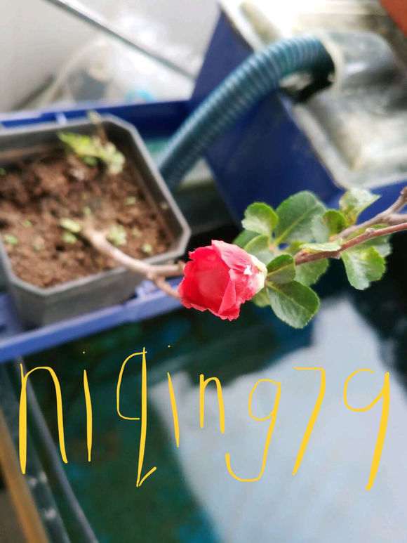 长寿梅下山桩 开花了 怎么样 图片