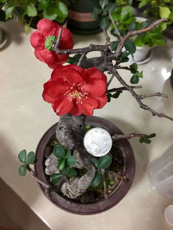 长寿梅下山桩 开花了 怎么样 图片