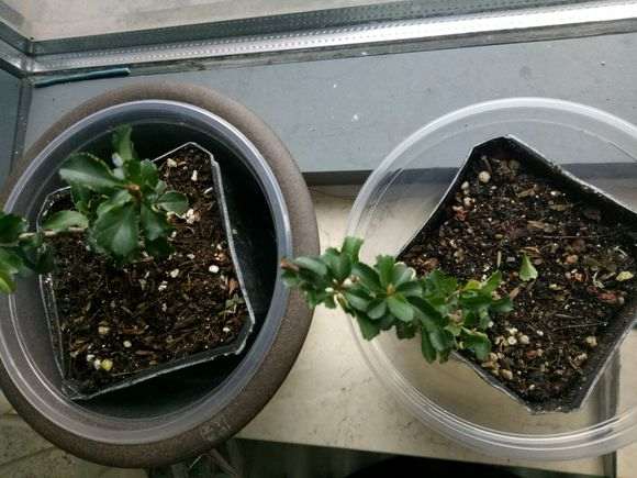 长寿梅下山桩 这是什么原因 怎么办