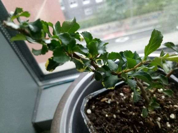 长寿梅下山桩 这是什么原因 怎么办