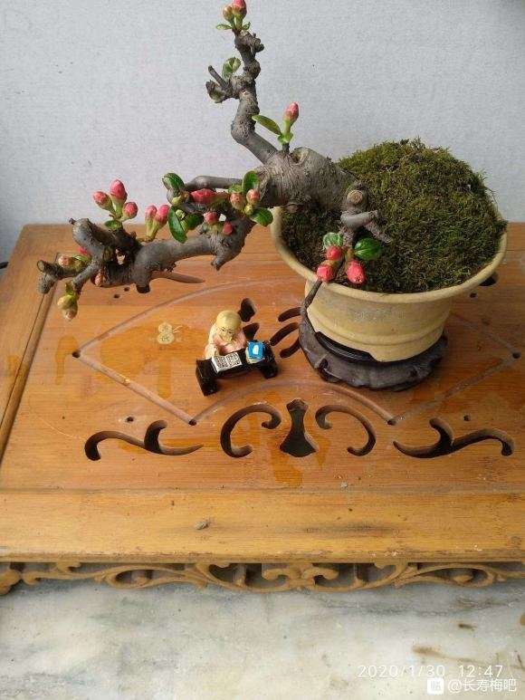 这是长寿海棠 还是长寿梅下山桩 图片