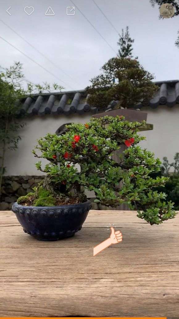 为什么长寿梅下山桩新枝长的那么快 图片