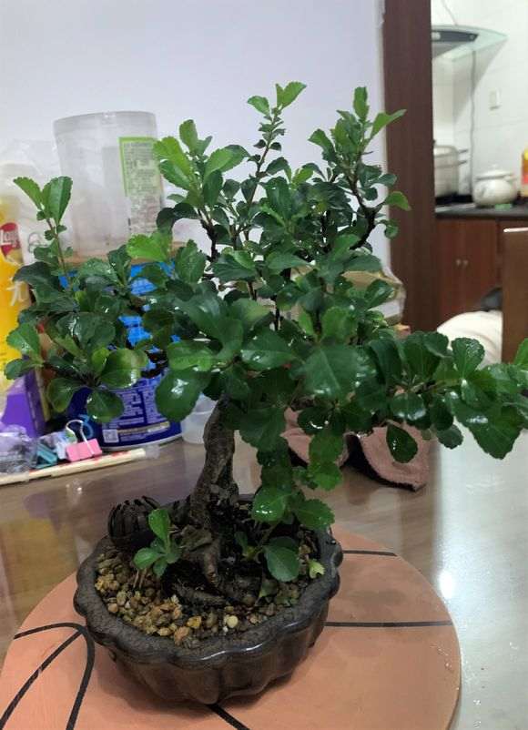 长寿梅下山桩半年怎么养殖的经历