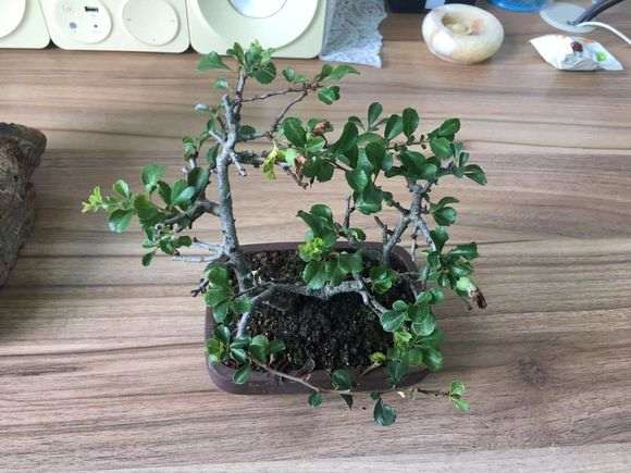 长寿梅下山桩半年怎么养殖的经历