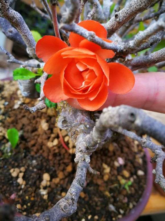 长寿梅盆景怎么种植养护的方法 图片