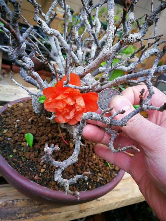 长寿梅盆景怎么种植养护的方法 图片