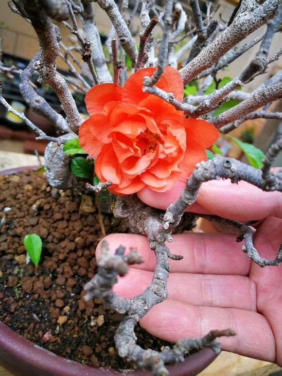 长寿梅盆景怎么种植养护的方法 图片