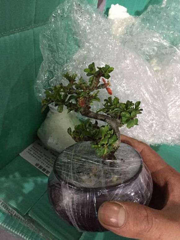 长寿梅下山桩怎么养 图片