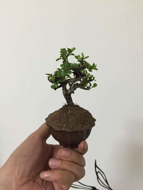 长寿梅下山桩怎么养 图片