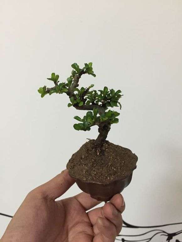 长寿梅下山桩怎么养 图片