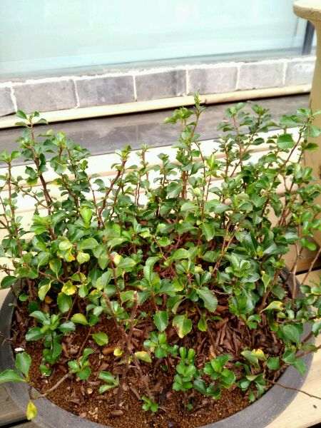 长寿梅下山桩怎么扦插的方法 图片