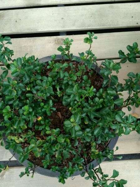 长寿梅下山桩怎么扦插的方法 图片