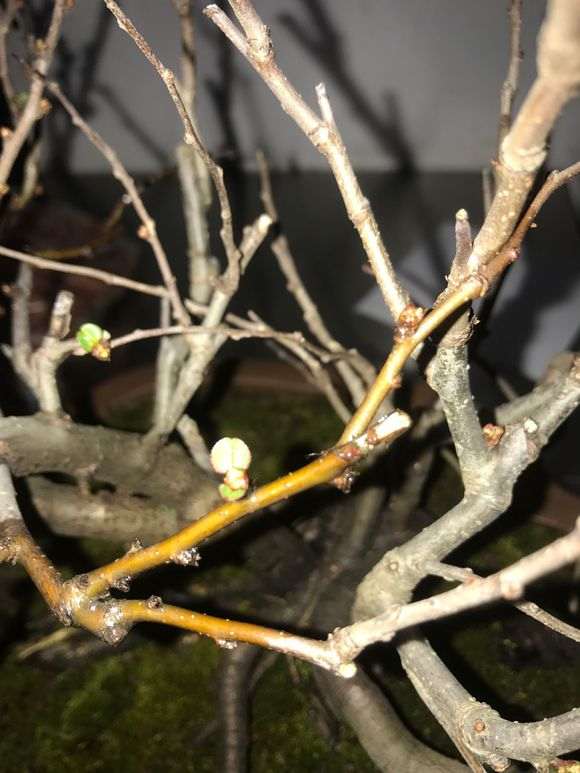 长寿梅下山桩 价格130元 贵吗 图片