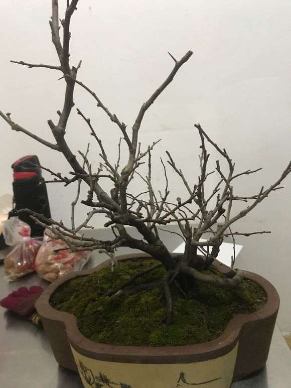 长寿梅下山桩 价格130元 贵吗 图片