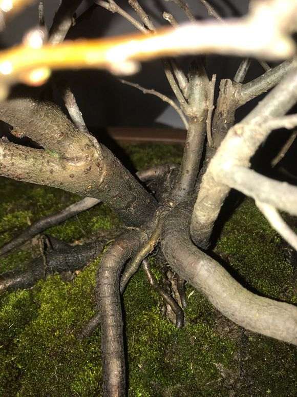 长寿梅下山桩 价格130元 贵吗 图片