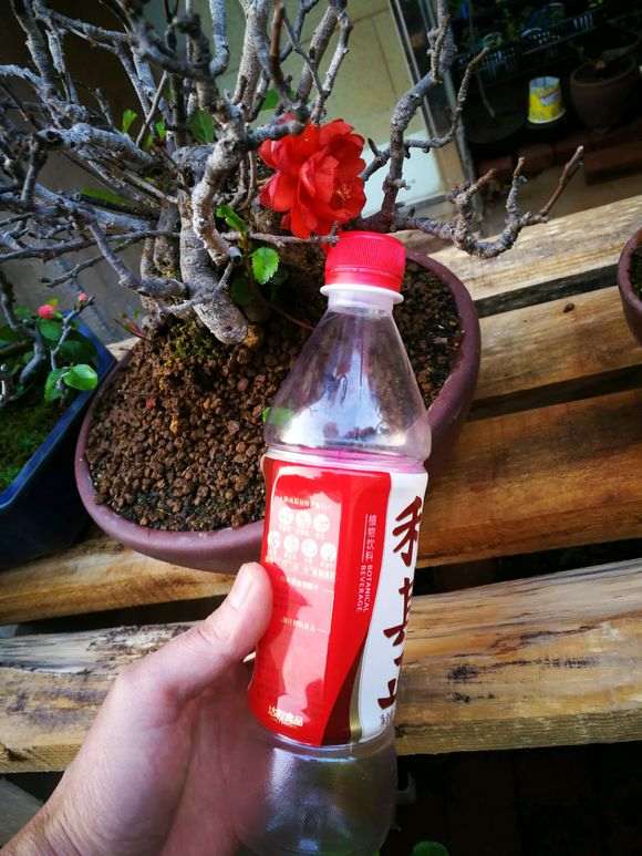 为什么长寿梅下山桩制作微型盆景 最好