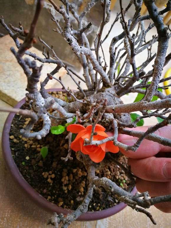 为什么长寿梅下山桩制作微型盆景 最好