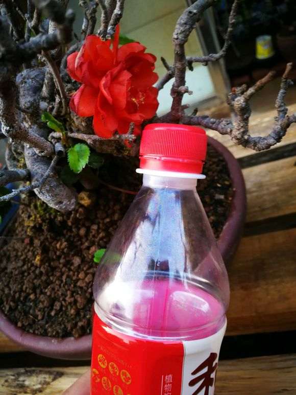 为什么长寿梅下山桩制作微型盆景 最好