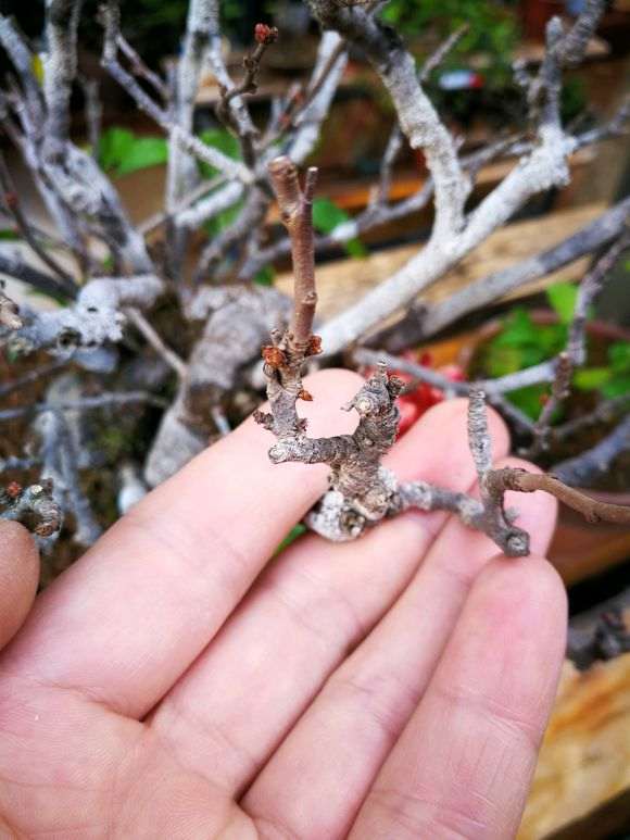 为什么长寿梅下山桩制作微型盆景 最好